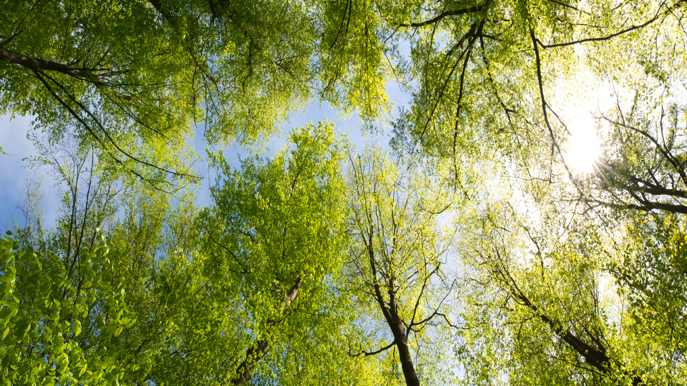 FFT Umwelt & Nachhaltigkeit